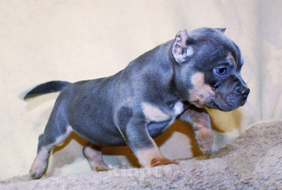 Собаки в Москве: Маленькие булочки Девочка, 90 000 руб. - фото 6