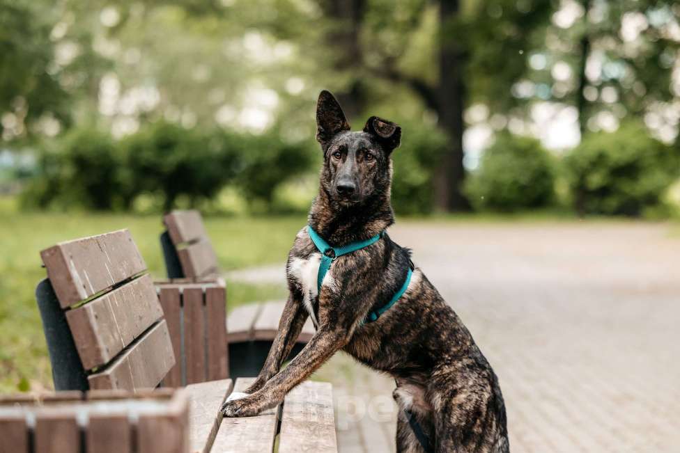 Собаки в Москве: Тигровый Орео в добрые руки Мальчик, Бесплатно - фото 4