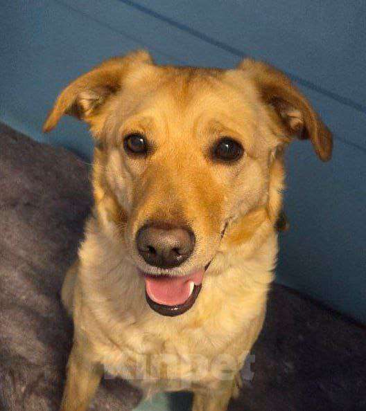 Собаки в Москве: Метис лабрадора Оскар в добрые руки Мальчик, Бесплатно - фото 1