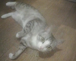 Кошки в Перми: Пропала кошка Девочка, 1 руб. - фото 1