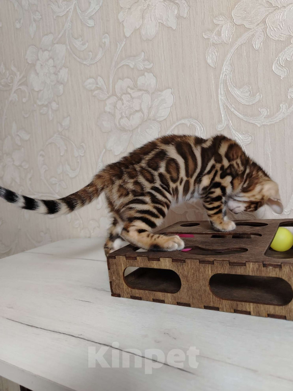 Кошки в Москве: Девочка браун Девочка, 40 000 руб. - фото 2