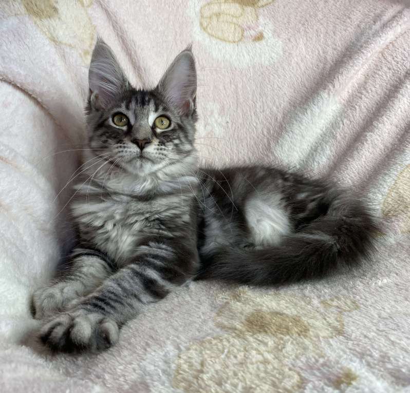 Кошки в Дмитрове: Черная серебристая мраморная девочка мейн кун Zaura Девочка, 20 000 руб. - фото 4