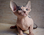Кошки в Краснодаре: Котёнок Сфинкс Эльф мальчик Мальчик, Бесплатно - фото 3