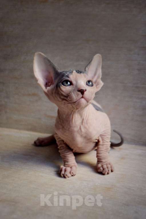 Кошки в Краснодаре: Котёнок Сфинкс Эльф мальчик Мальчик, Бесплатно - фото 3