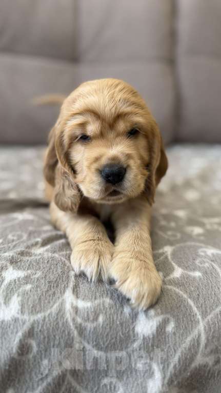 Собаки в Екатеринбурге: Английский кокер-спаниель Мальчик, 30 000 руб. - фото 10