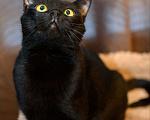 Кошки в Москве: Черная кошечка в добрые руки Девочка, Бесплатно - фото 2