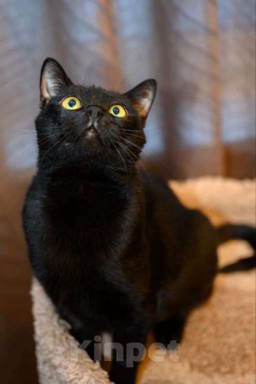 Кошки в Москве: Черная кошечка в добрые руки Девочка, Бесплатно - фото 2