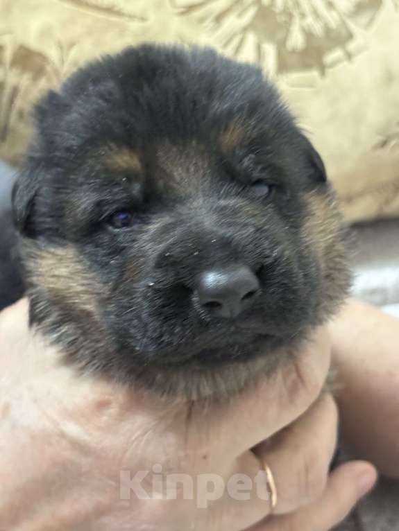 Собаки в Хабаровске: Щенки немецкой овчарки  Девочка, 45 000 руб. - фото 2