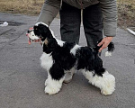 Собаки в Тамбове: щенки Американского кокер спаниеля, мальчики Мальчик, 40 000 руб. - фото 3