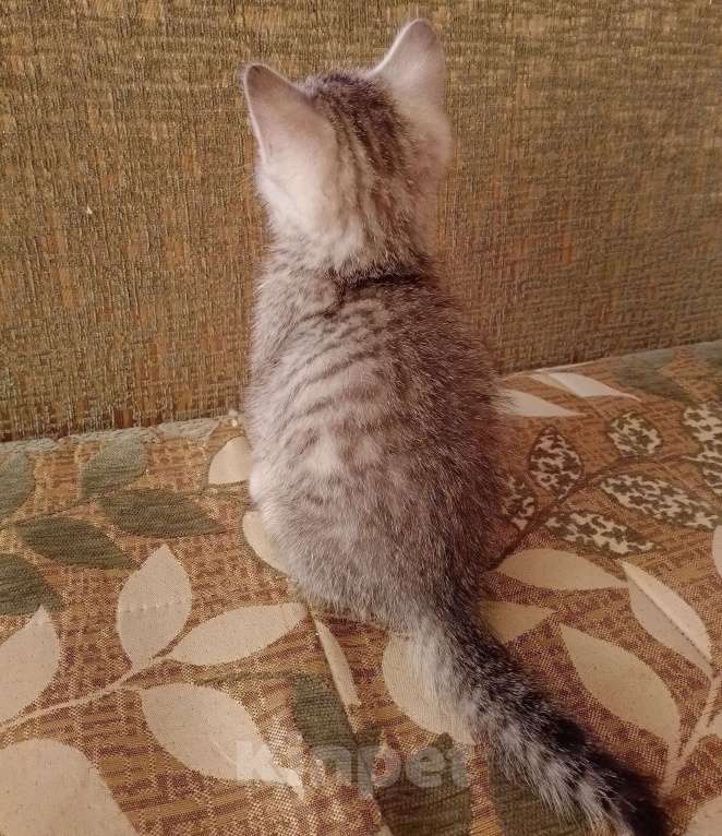 Кошки в других городах Волгоградской области: Шотландский котёнок Мальчик, 3 000 руб. - фото 3