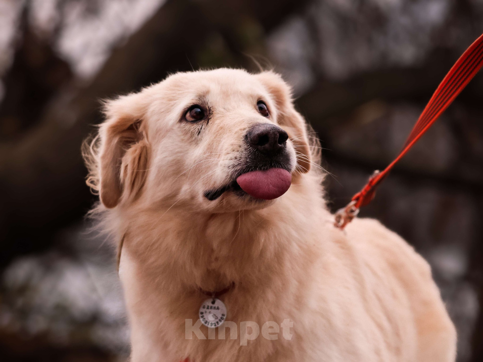 Собаки в Москве: Золотистый ретривер в добрые руки Девочка, Бесплатно - фото 10