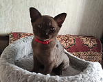 Кошки в Москве: Котёнок европейской бурманской породы Девочка, 55 000 руб. - фото 3