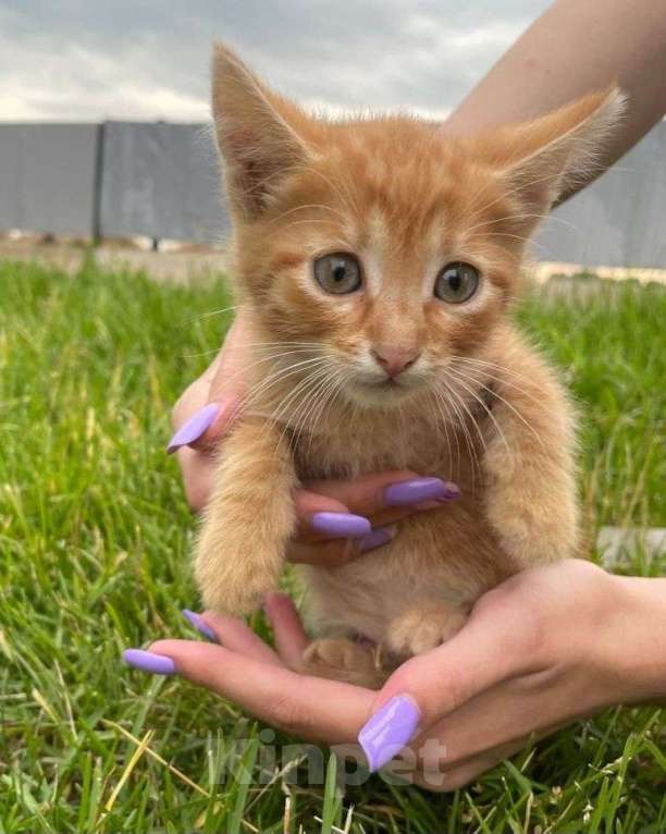 Кошки в Москве: Домашний котенок на улице 🆘️ Срочный поиск дома! Мальчик, Бесплатно - фото 1