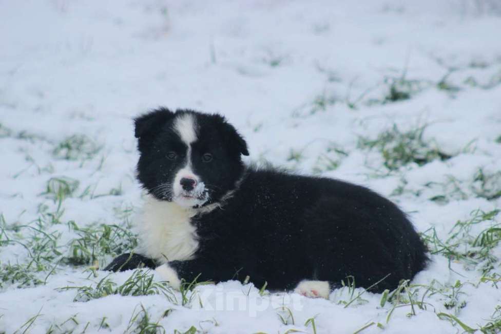 Собаки в других городах Московской области: Щенки Бордер Колли  Девочка, 90 000 руб. - фото 1