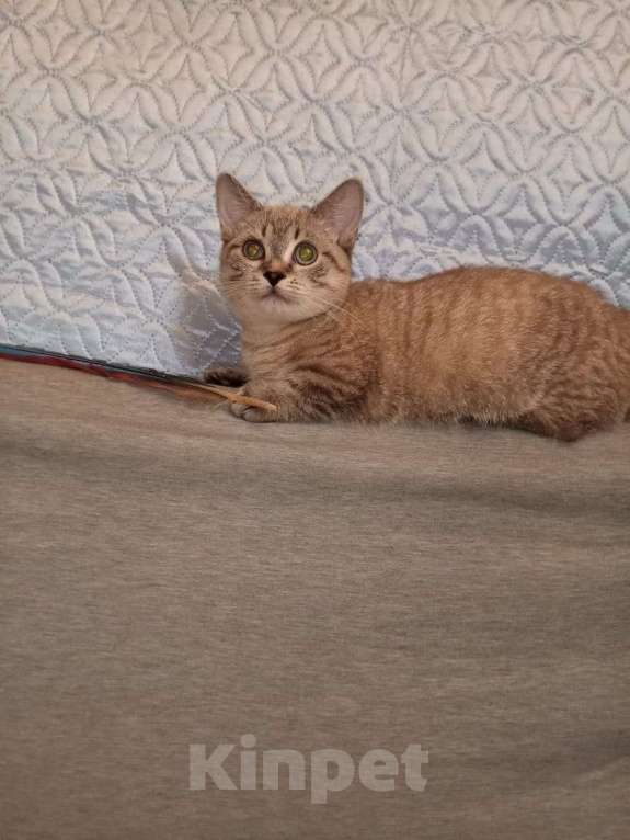 Кошки в других городах Воронежской области: Котята короткие лапки . Девочка, 35 900 руб. - фото 4