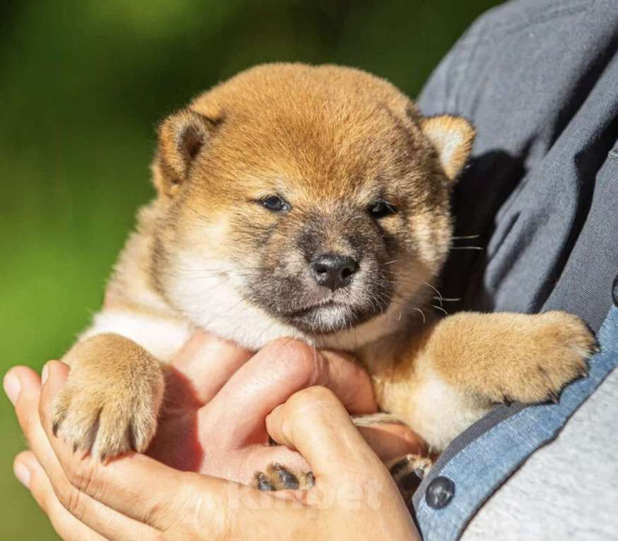 Собаки в Москве: Щенок сиба ину Девочка, 50 000 руб. - фото 5