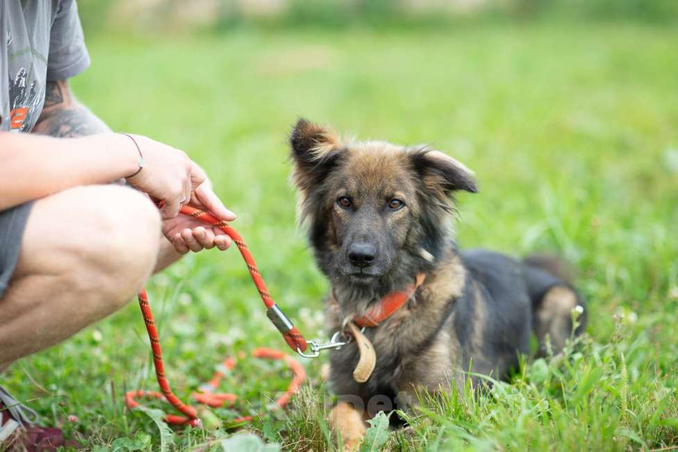 Собаки в Москве: Макс Мальчик, Бесплатно - фото 4