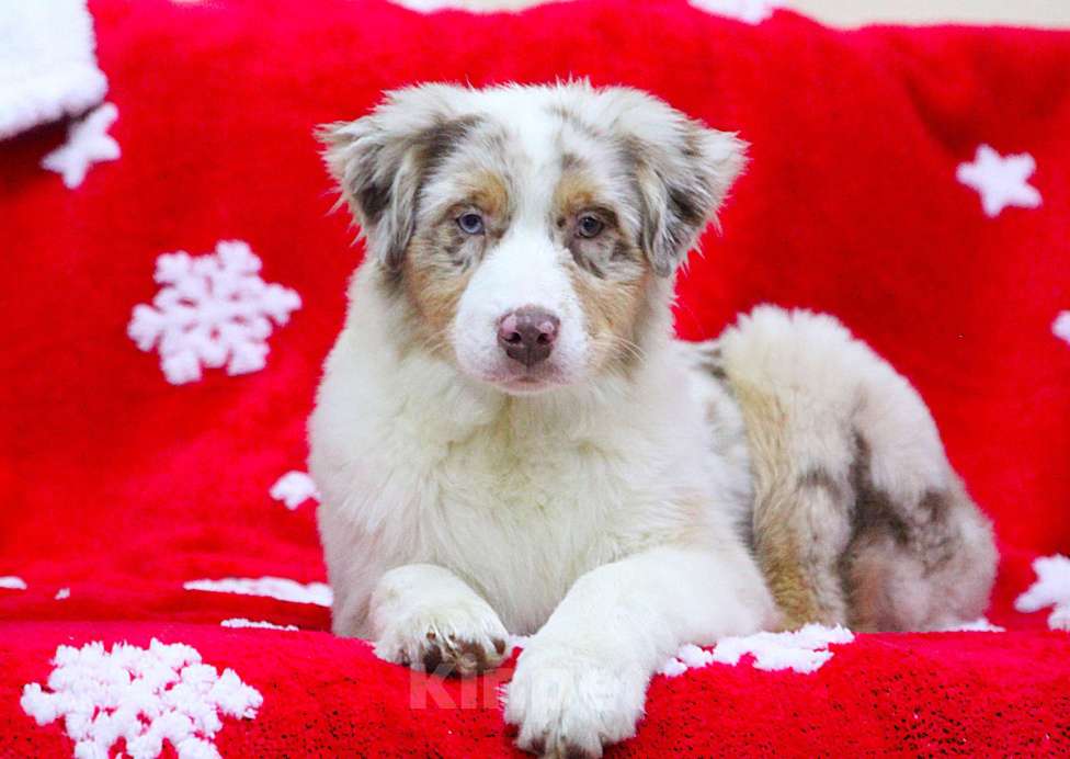 Собаки в других городах Владимирской области: щенки австралийской овчарки Девочка, 60 000 руб. - фото 1