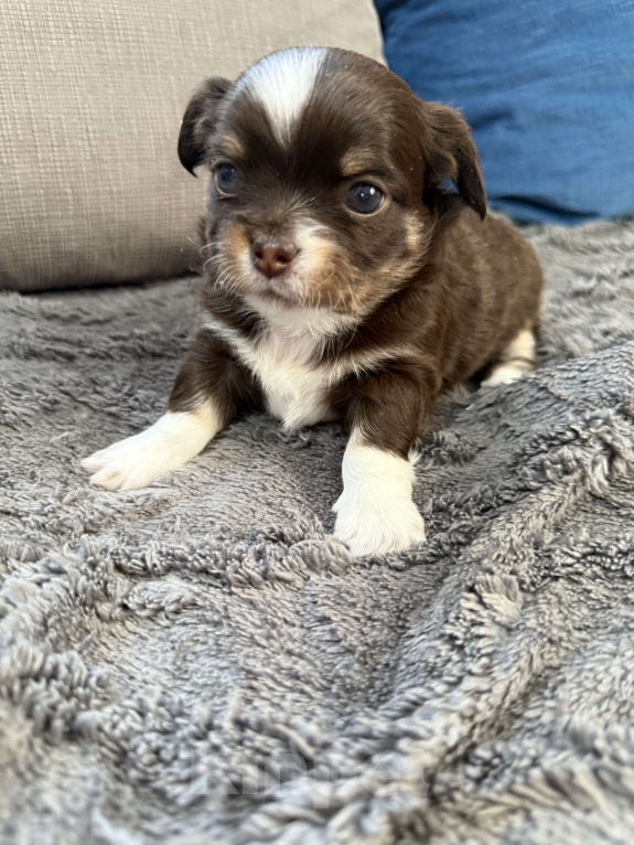 Собаки в других городах Московской области: Мальчик чихуахуа Грегори Мальчик, 60 000 руб. - фото 5