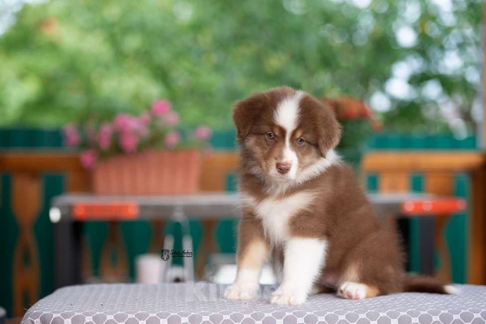 Собаки в Москве: австралийская овчарка аусси Девочка, 80 000 руб. - фото 6