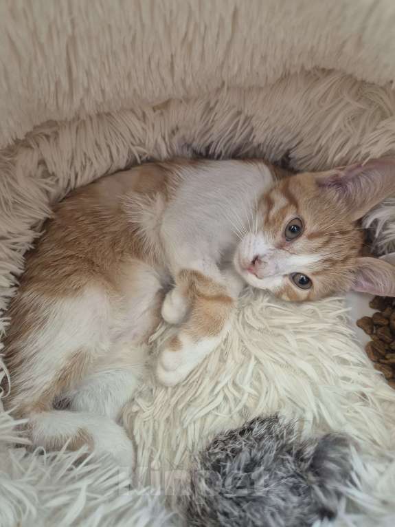 Кошки в Ростове-на-Дону: Ищем хорошие руки мальчику Мальчик, Бесплатно - фото 7