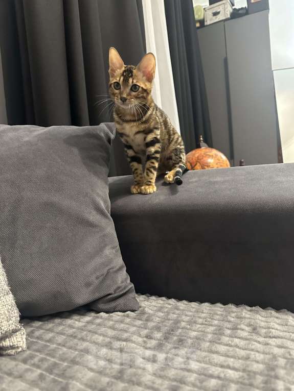 Кошки в Москве: В добрые руки Мальчик, Бесплатно - фото 3