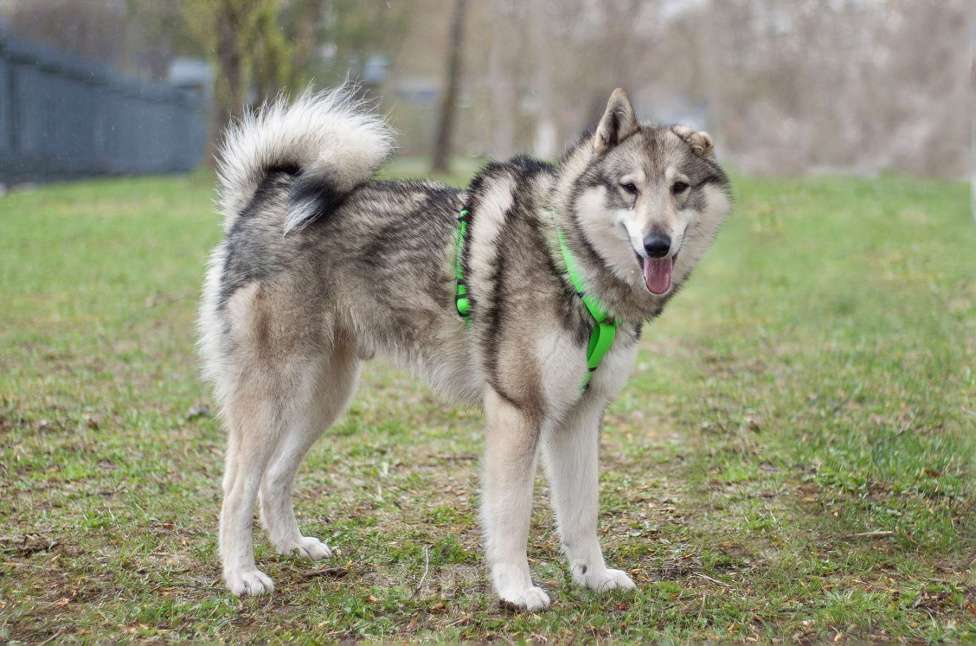 Собаки в Москве: Ласковый лайка Арктур в поисках любящей семьи Мальчик, Бесплатно - фото 1
