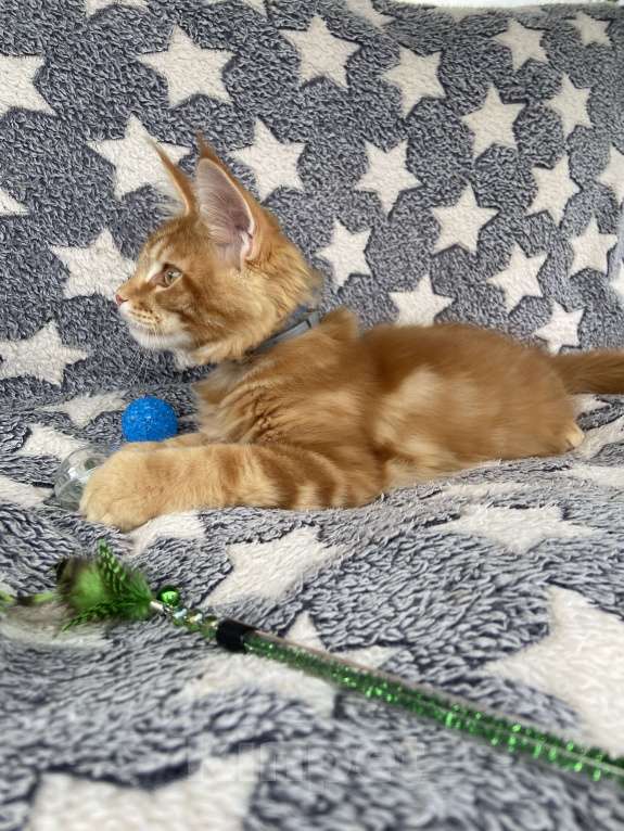 Кошки в Москве: Котята мейн-кун Мальчик, 50 000 руб. - фото 3