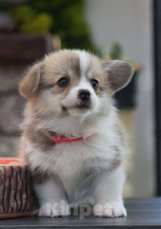 Собаки в других городах Краснодарского края: Принцесса Леди Ди корги щенок Девочка, 95 000 руб. - фото 2