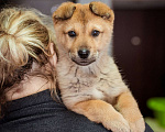 Собаки в Химках: Миниатюрный щенок из приюта ищет дом Девочка, Бесплатно - фото 8