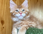 Кошки в Ростове-на-Дону: Котенок Мейн-Кун Мальчик, 40 000 руб. - фото 6