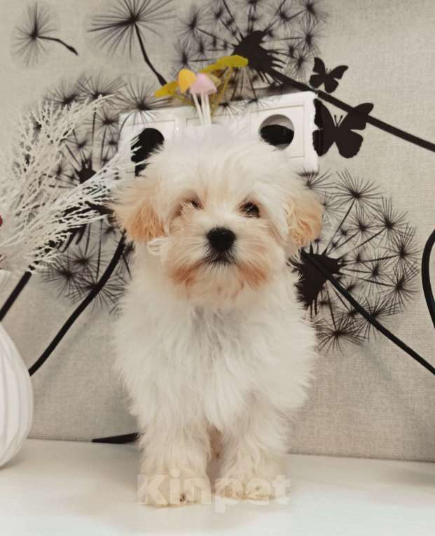 Собаки в Ижевске: Щенки мальтипу и кавапу mini f1 Мальчик, 75 000 руб. - фото 1