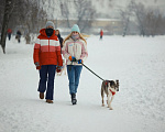 Собаки в Москве: Белый воротничок Мальчик, Бесплатно - фото 3