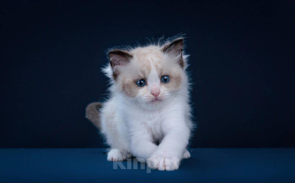 Кошки в Москве: котята рэгдолл Девочка, 150 000 руб. - фото 4