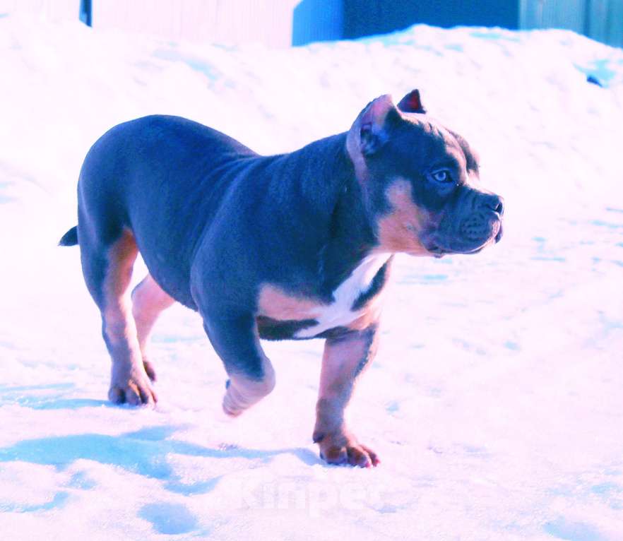 Собаки в Люберцах: Девочка- булли Девочка, 80 000 руб. - фото 6