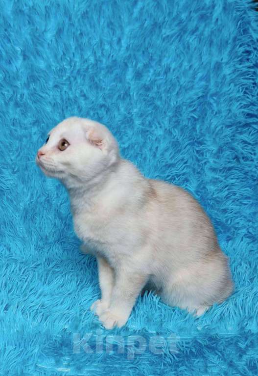 Кошки в Санкт-Петербурге: Шотландские котята Разнополые, 30 000 руб. - фото 4