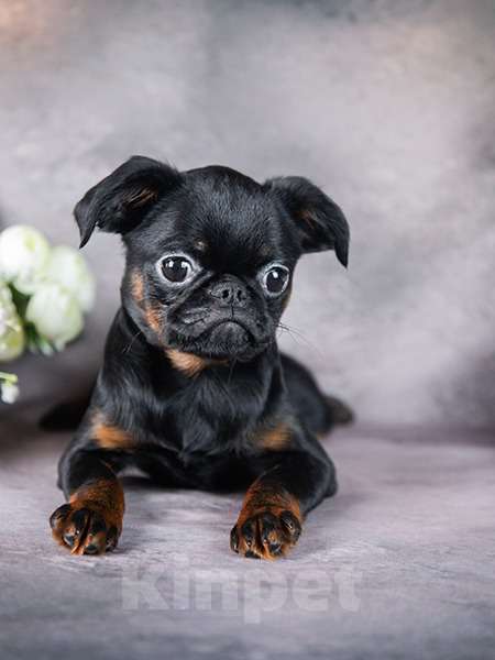 Собаки в Мытищах: Девочка миниатюрная Девочка, 70 000 руб. - фото 2