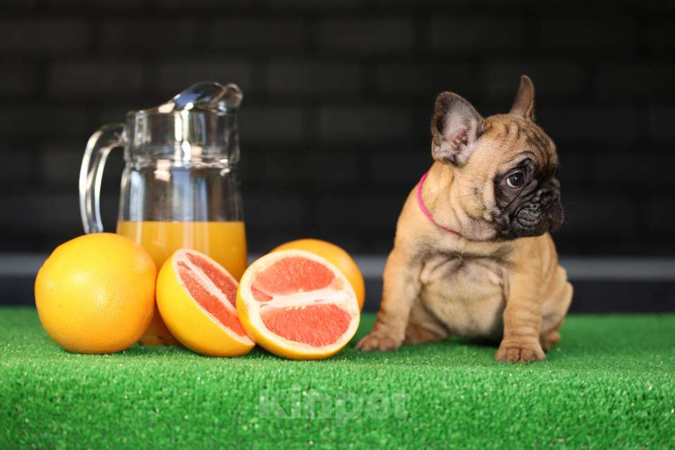 Собаки в Москве: Щенок французского бульдога Девочка, 45 000 руб. - фото 6