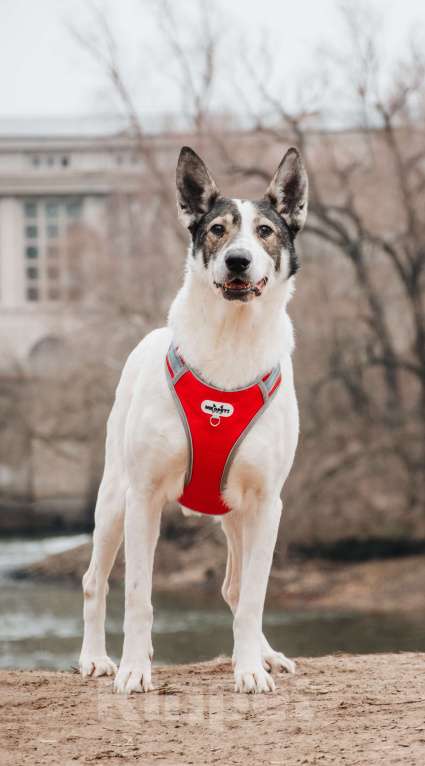 Собаки в Москве: Гоша - уникальный, добрый пёс-друг из приюта в добрые руки Мальчик, Бесплатно - фото 2