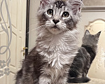 Кошки в Казани: Котенок мейн-кун девочка Девочка, 30 000 руб. - фото 2