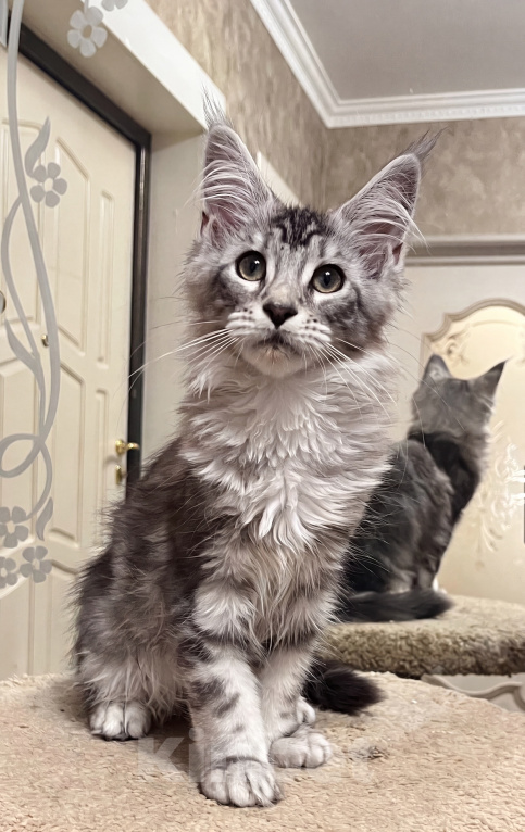 Кошки в Казани: Котенок мейн-кун девочка Девочка, 30 000 руб. - фото 2