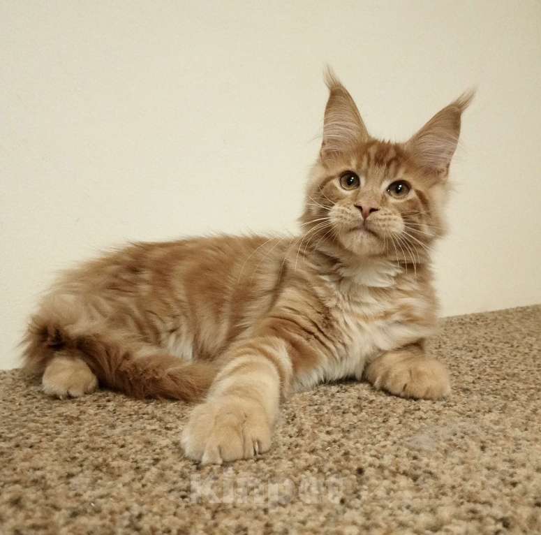 Кошки в Владимире: Рыжее солнышко Мальчик, 60 000 руб. - фото 5