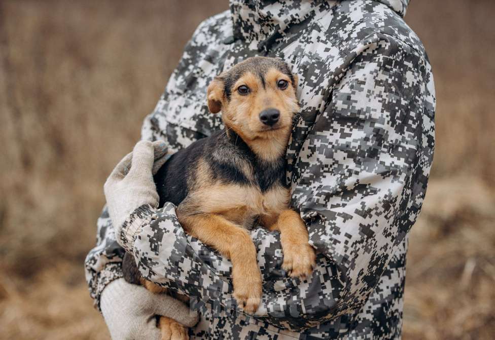 Собаки в Москве: Малышка из приюта ищет дом Девочка, Бесплатно - фото 1
