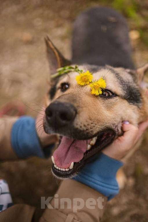 Собаки в Москве: Овчарка Джефф в добрые руки Мальчик, Бесплатно - фото 3