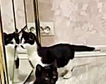 Кошки в Москве: Черно-белый котенок Тиша 3,5 мес Мальчик, 5 руб. - фото 2