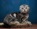 Кошки в Барнауле: Котик-фолд Вилли🤎 Мальчик, Бесплатно - фото 7