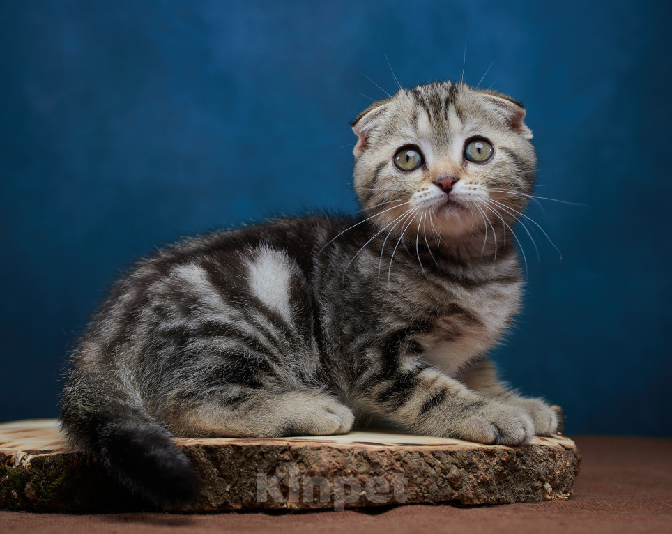 Кошки в Барнауле: Котик-фолд Вилли🤎 Мальчик, Бесплатно - фото 7