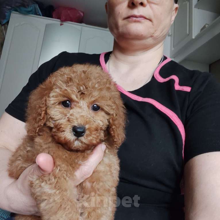 Собаки в Мытищах: Щенки миниатюрного пуделя Девочка, 100 000 руб. - фото 6
