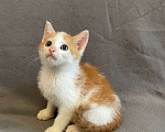 Кошки в Санкт-Петербурге: Солнечный малыш ищет дом Мальчик, Бесплатно - фото 3