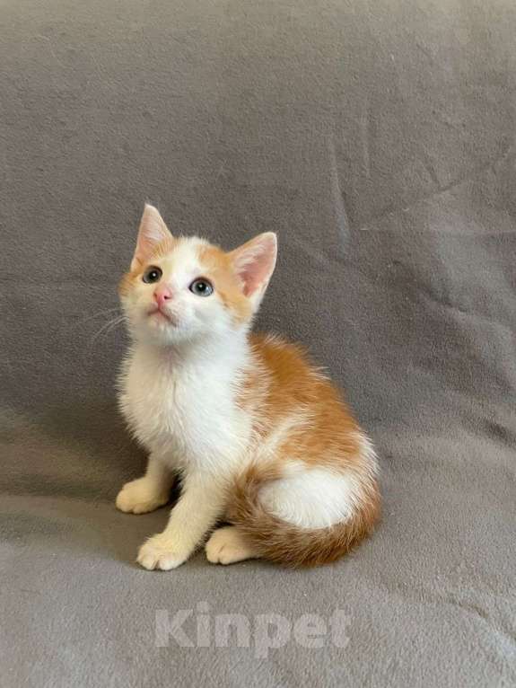 Кошки в Санкт-Петербурге: Солнечный малыш ищет дом Мальчик, Бесплатно - фото 3